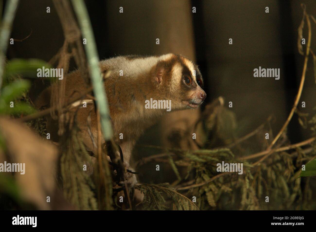 Slow loris presso il centro di riabilitazione della fauna selvatica gestito da International Animal Rescue (IAR) a Ciapus, Bogor, Giava Occidentale, Indonesia. Il primato è stato salvato dall'attività di commercio della fauna selvatica ed è in una fase di transizione, che è di renderlo pronto per essere rilasciato in natura. Slow loris è una specie notturna, venomosa, e potrebbe trasmettere malattie zoonotiche all'uomo. I primati non hanno caratteristiche come animali domestici, secondo gli scienziati, quindi saranno probabilmente morti nella prigionia umana. Foto Stock