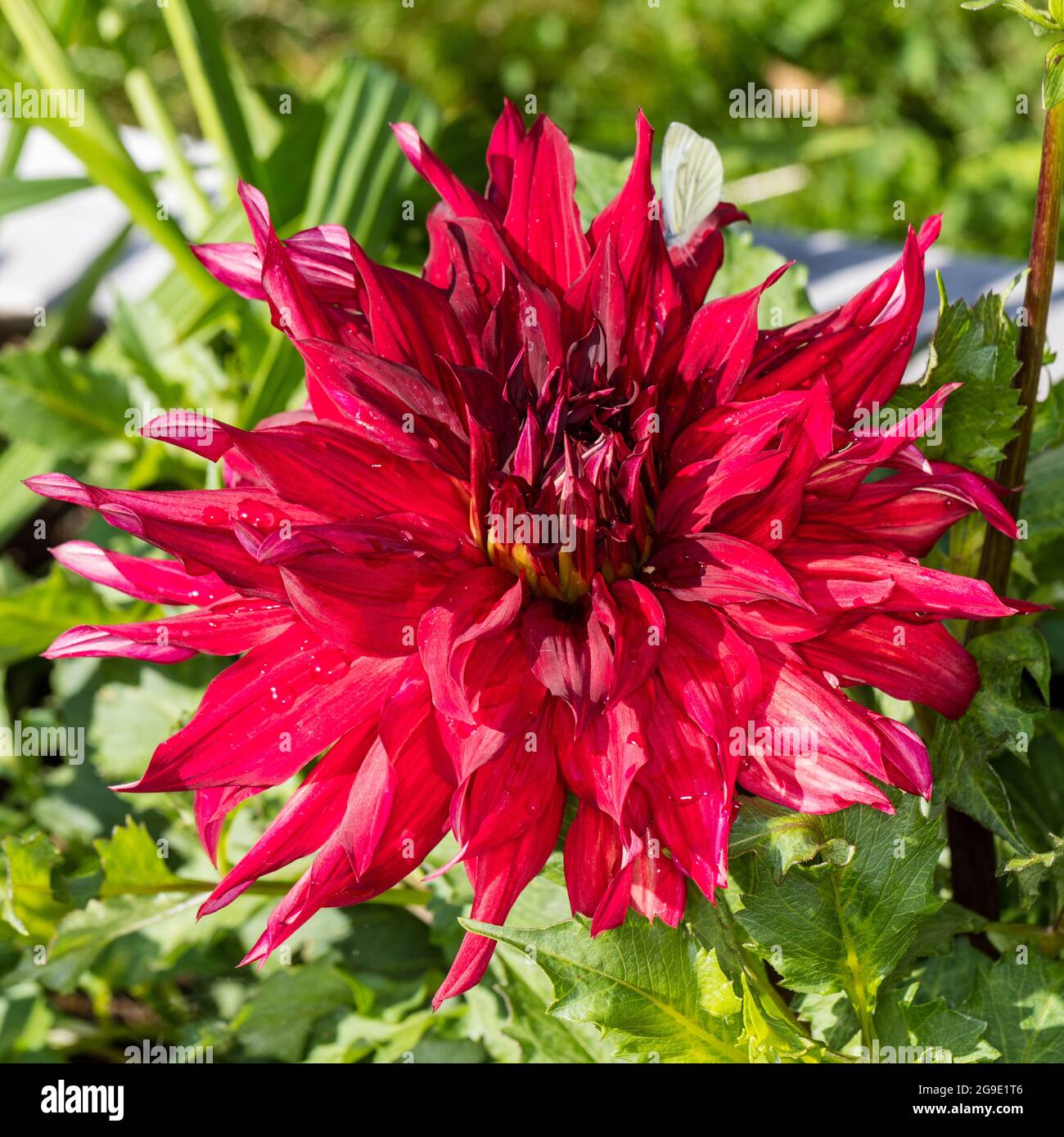 'Taum Sauk' semi-cactus dahlia, semi Kaktus dahlia (Dahlia x Hortensis) Foto Stock