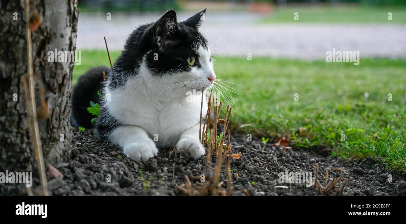 vecchio gatto bianco e nero sdraiato nel letto fiorito Foto Stock