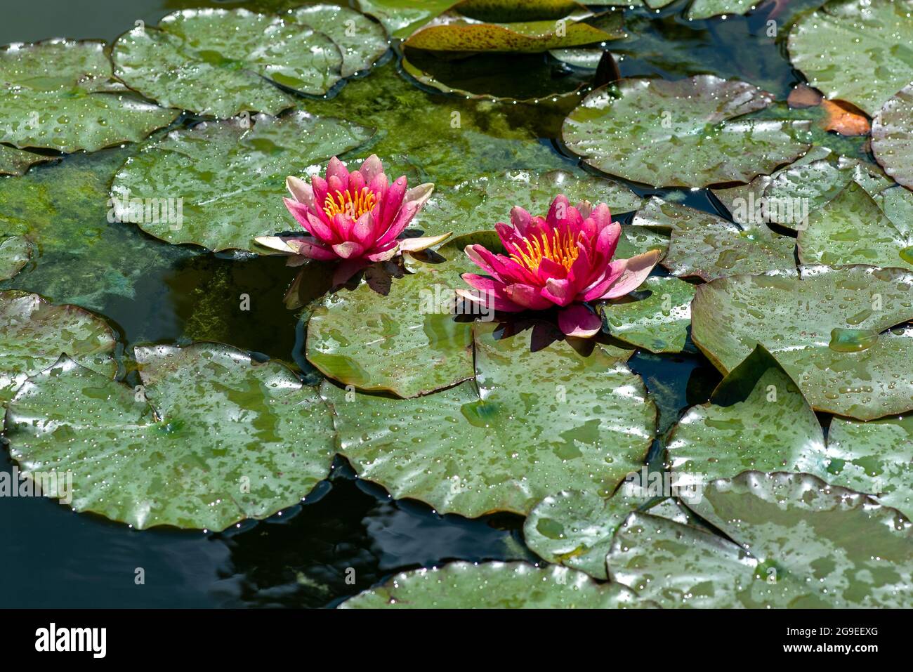 Due ninfee colorate rosse o Nympaea con giglio verde che galleggia sull'acqua in uno stagno o lago in un orticoltura o in un concetto di giardinaggio Foto Stock