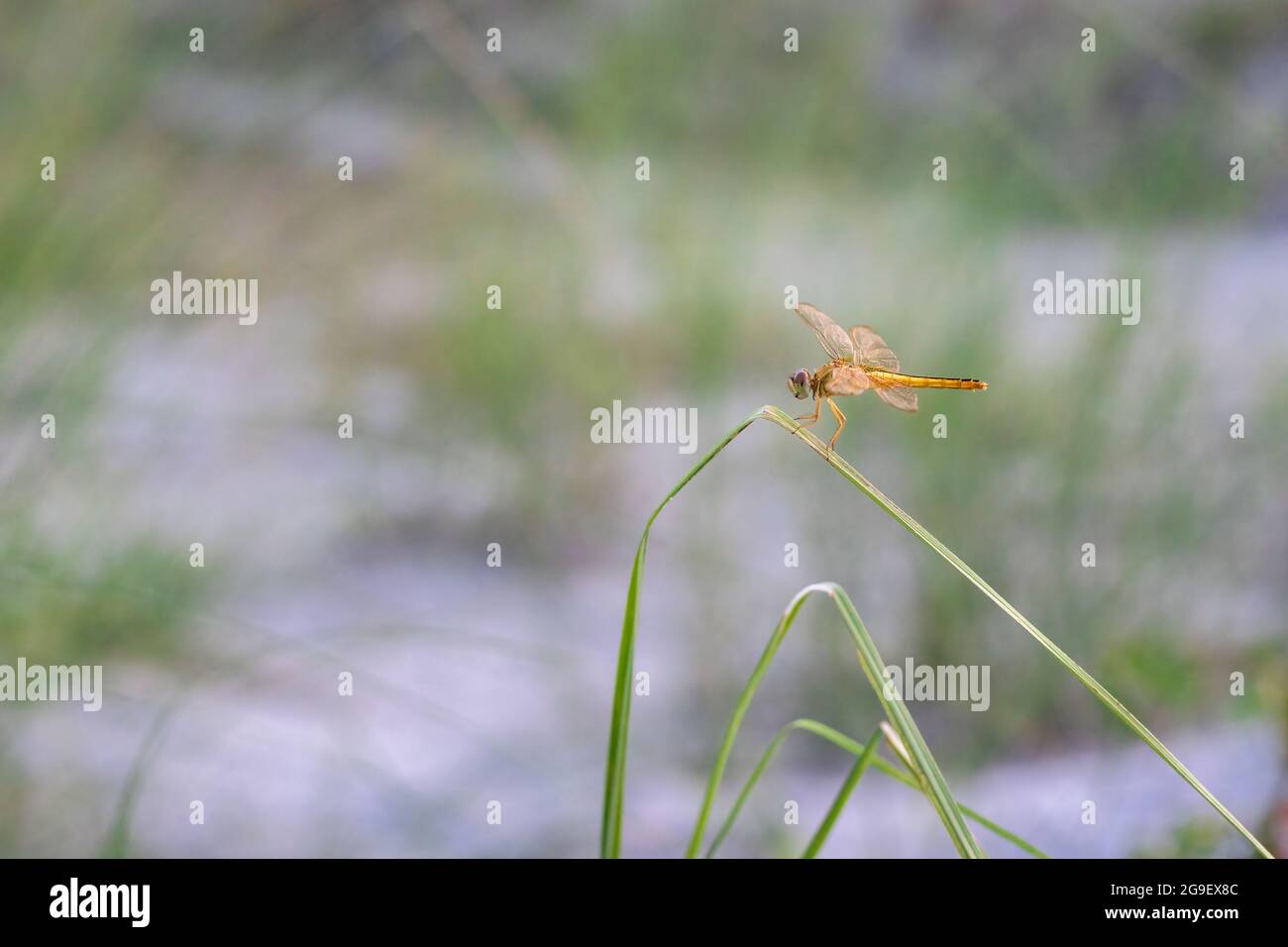 Bella libellula arancione con ali trasparenti seduti su una foglia di lama selvaggia Foto Stock
