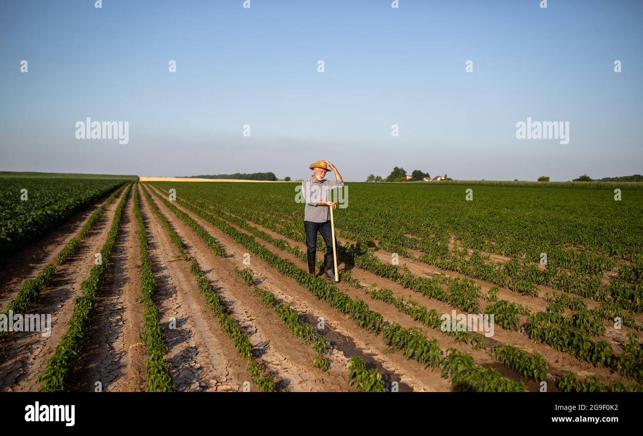 Agricoltore anziano che riposa appoggiandosi sulla zappa da giardinaggio nel campo del pepe. L'uomo anziano che lavora nel campo salutando il suo cappello. Foto Stock