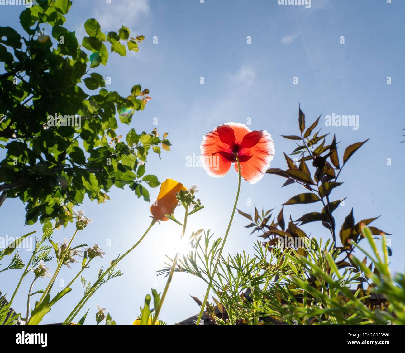 Wildflower Patch con fiori colorati in giardino, in una giornata di sole, presi dal basso, che mostra il cielo blu Foto Stock