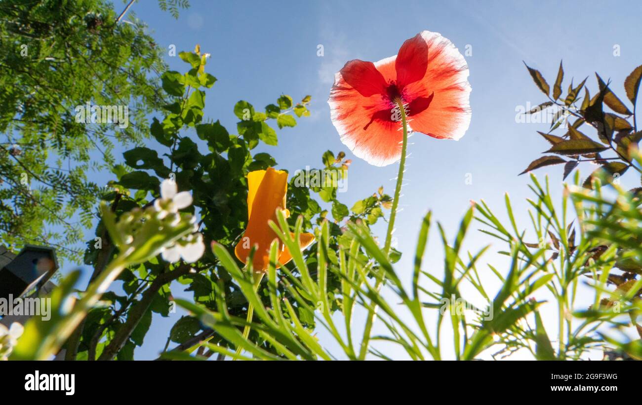Wildflower Patch con fiori colorati in giardino, in una giornata di sole, presi dal basso, che mostra il cielo blu Foto Stock
