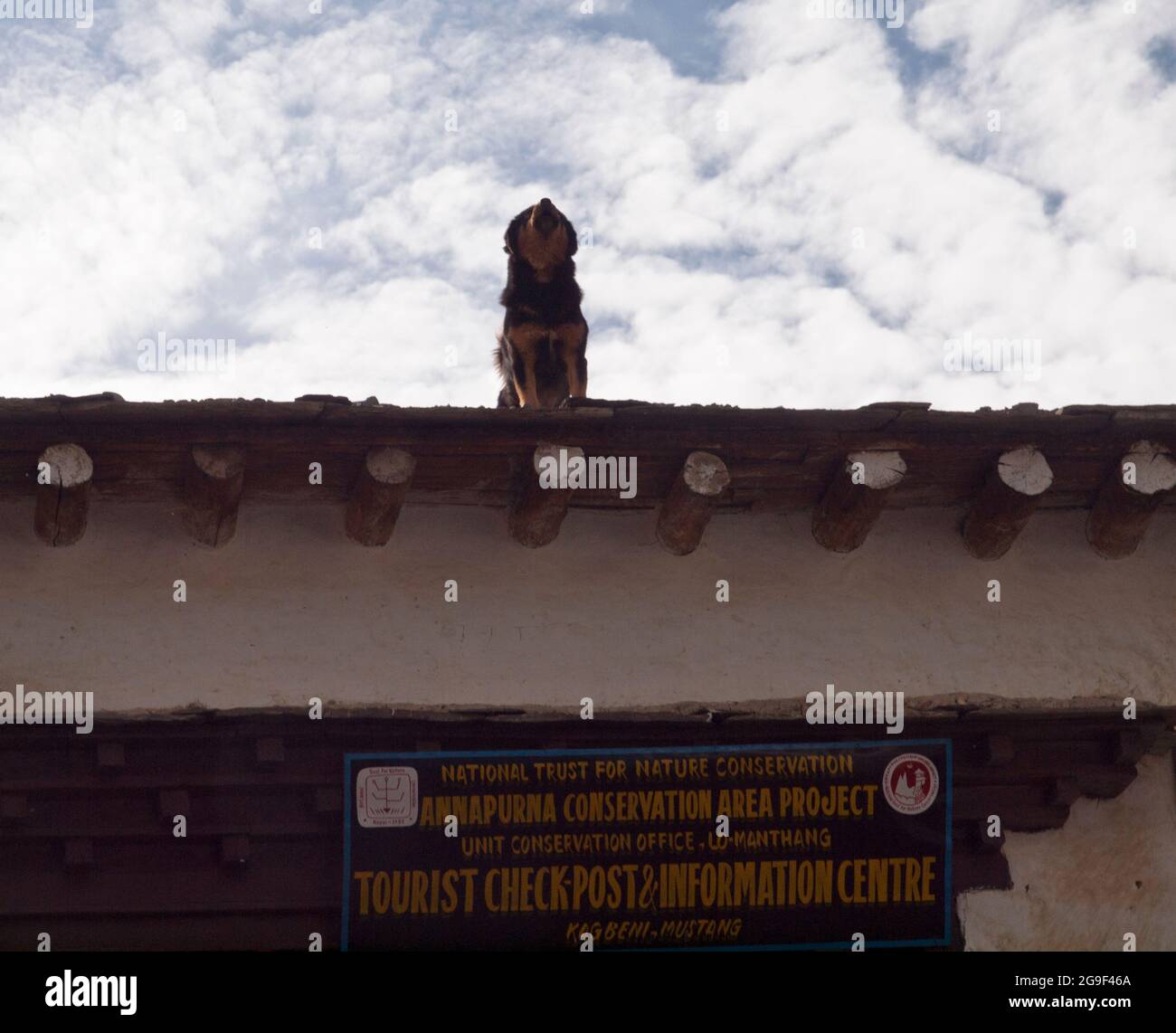 Cane sul tetto dell'ufficio ACAP, Kagbeni, Mustang superiore, Nepal Foto Stock