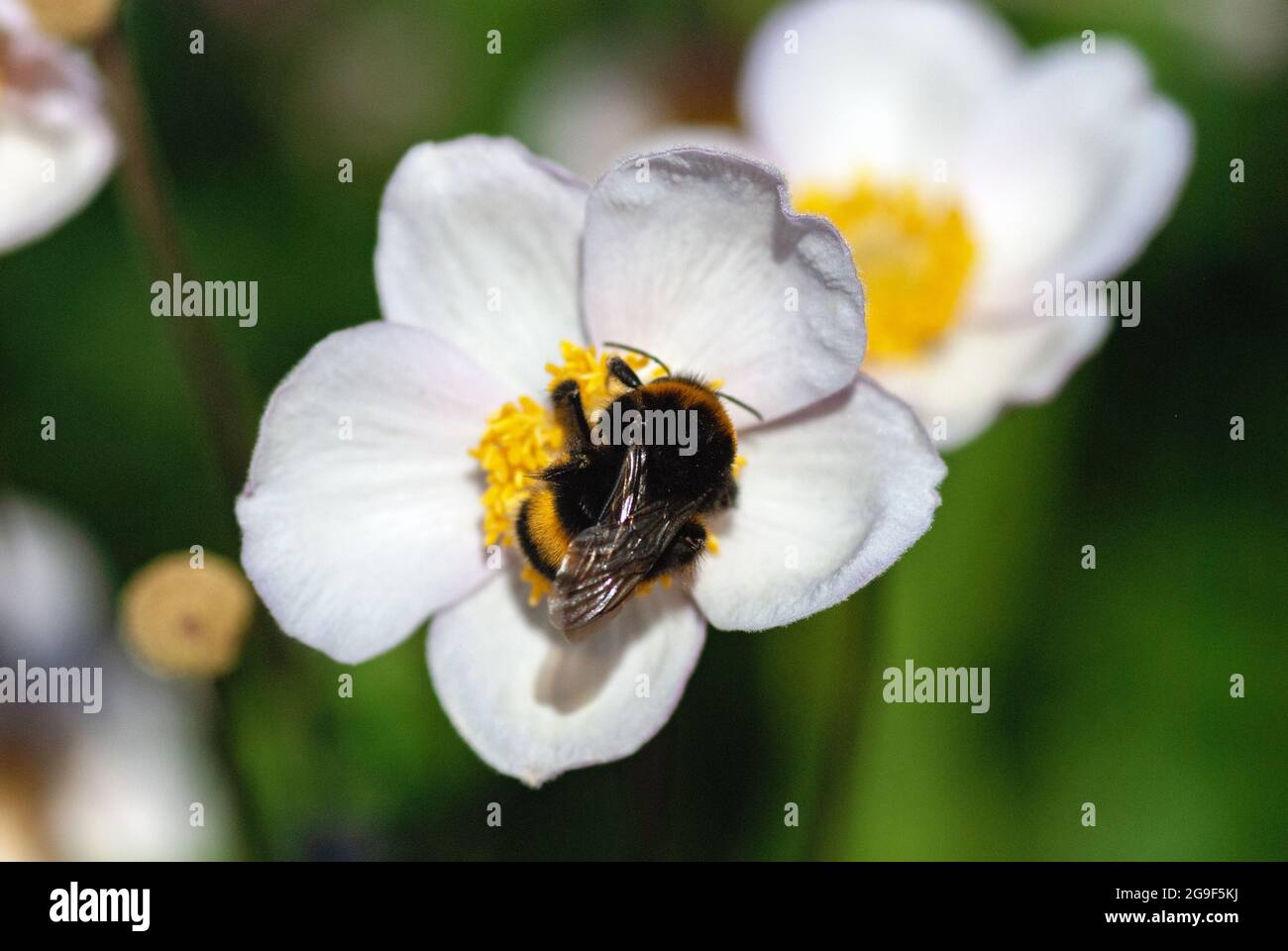 Bumblebee su fiore bianco anemone in pieno sole Foto Stock