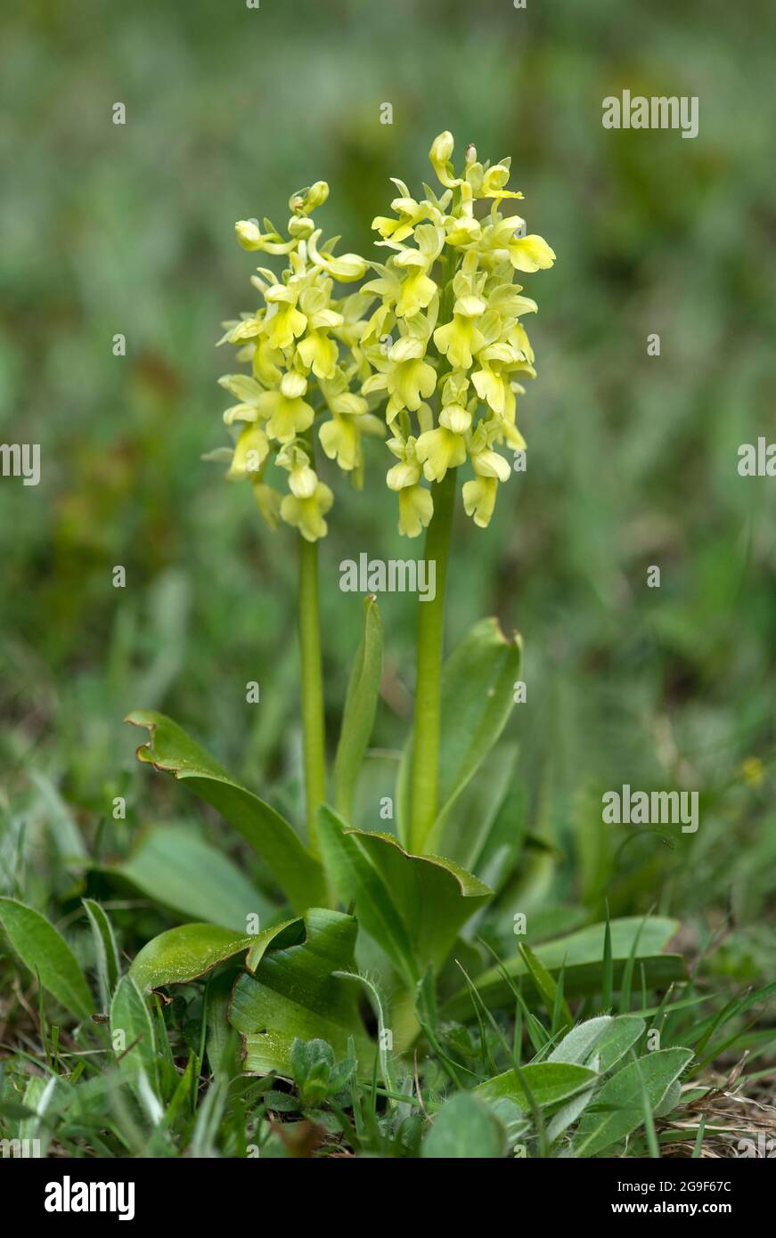 Orchidea delle pale in fiore (Orchiis pallens), un'orchidea terrestre, Vallese, Svizzera Foto Stock