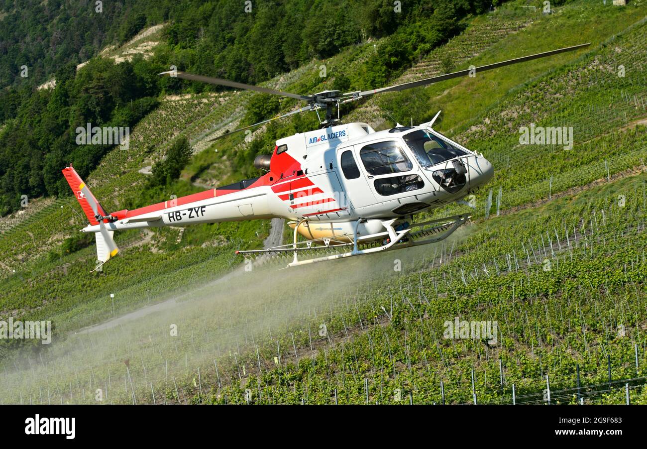 Air-Glaciers elicottero che spruzzano prodotti per la protezione dei raccolti sui vigneti della regione viticola di Leytron, Leytron, Vyalais, Svizzera Foto Stock