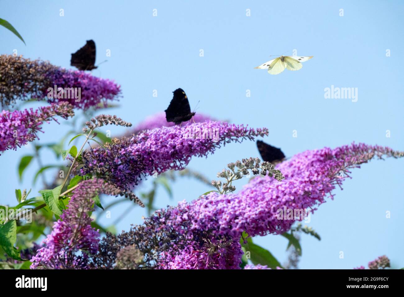 Farfalle su Buddleja Butterfly che volano sopra Butterfly Bush Flowers in Garden Buddleja Butterfly on Summer lilac Butterfly on Flower Buddleia Foto Stock