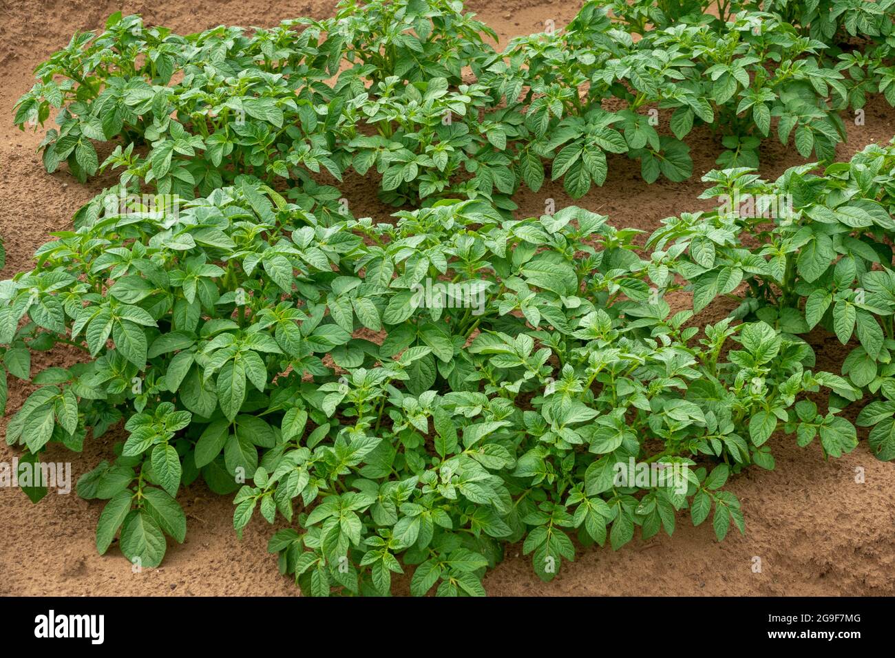 Un raccolto di patate in foglia precoce in un campo Foto Stock