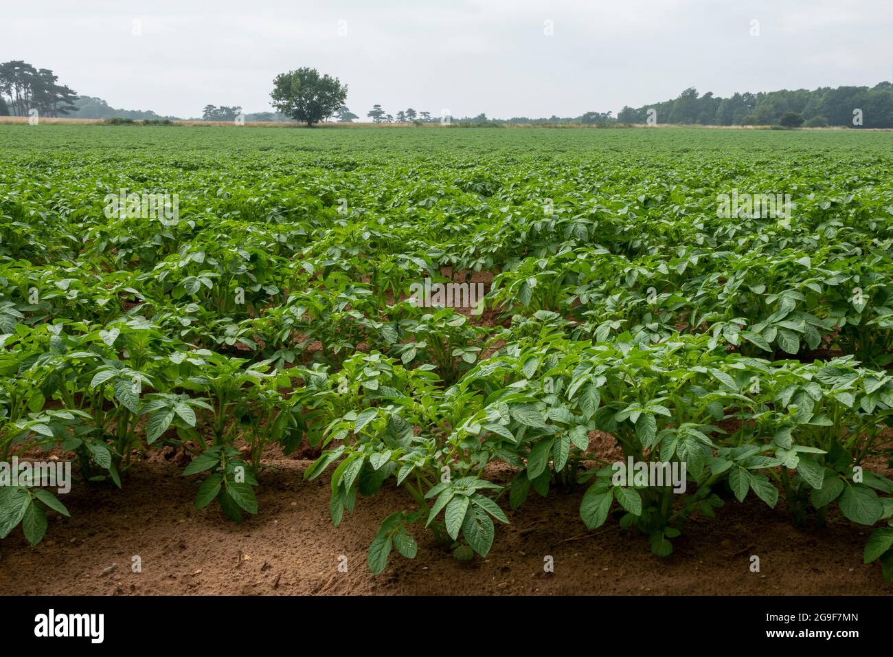 Un raccolto di patate in foglia precoce in un campo Foto Stock