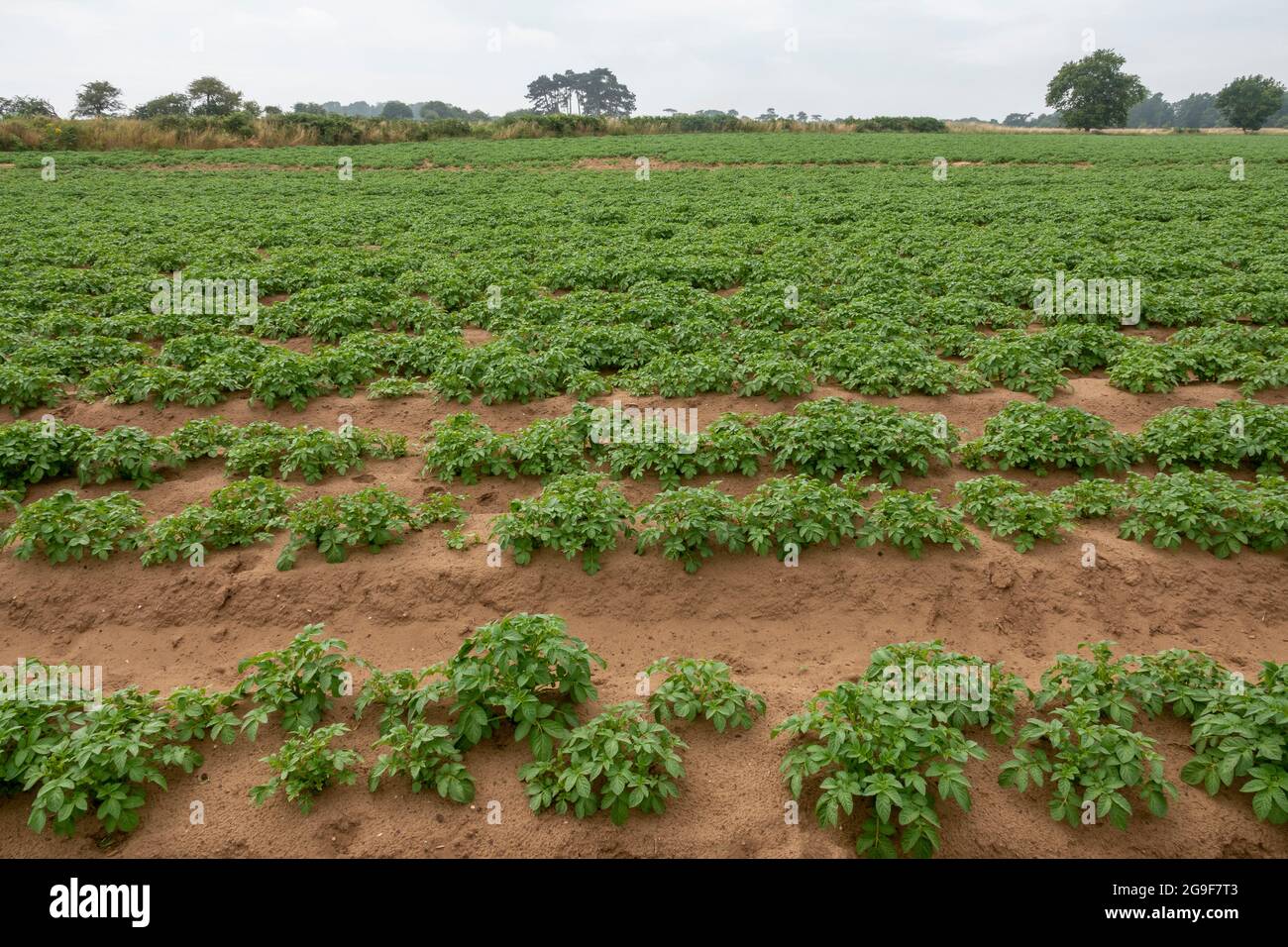 Un raccolto di patate in foglia precoce in un campo Foto Stock