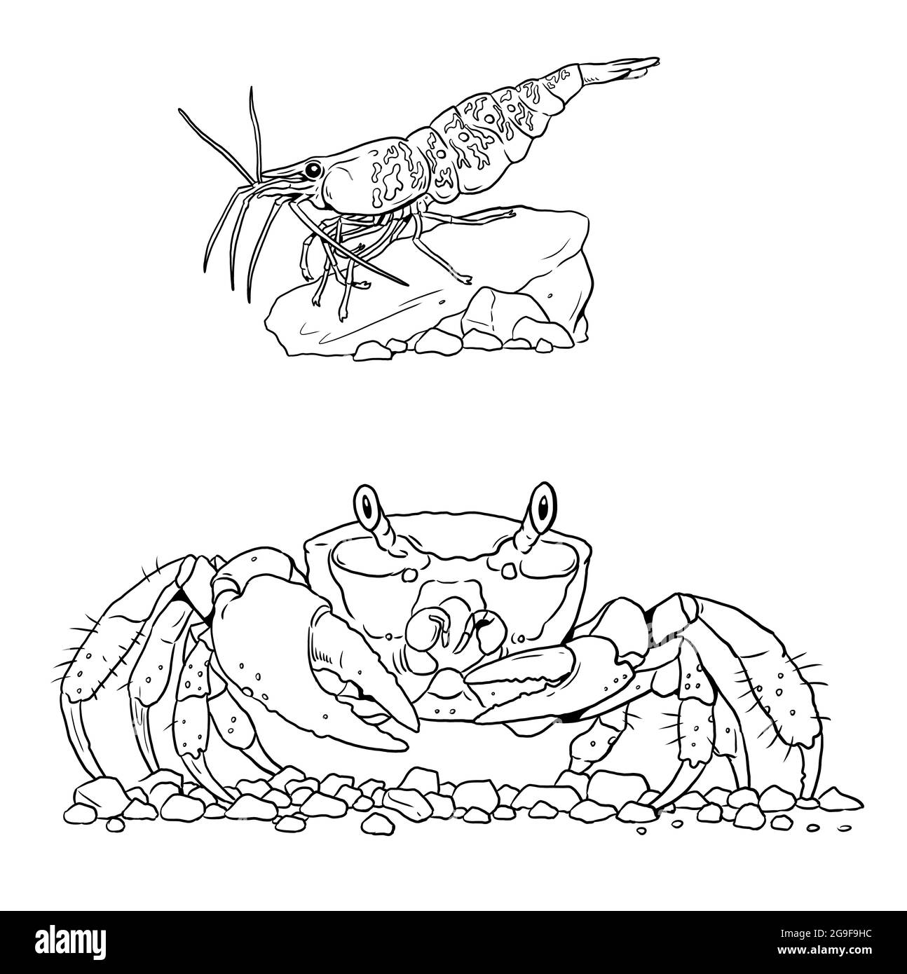 Granchio marino tropicale con gamberi. Modello digitale di animali marini colorati. Libro da colorare per bambini e adulti. Foto Stock