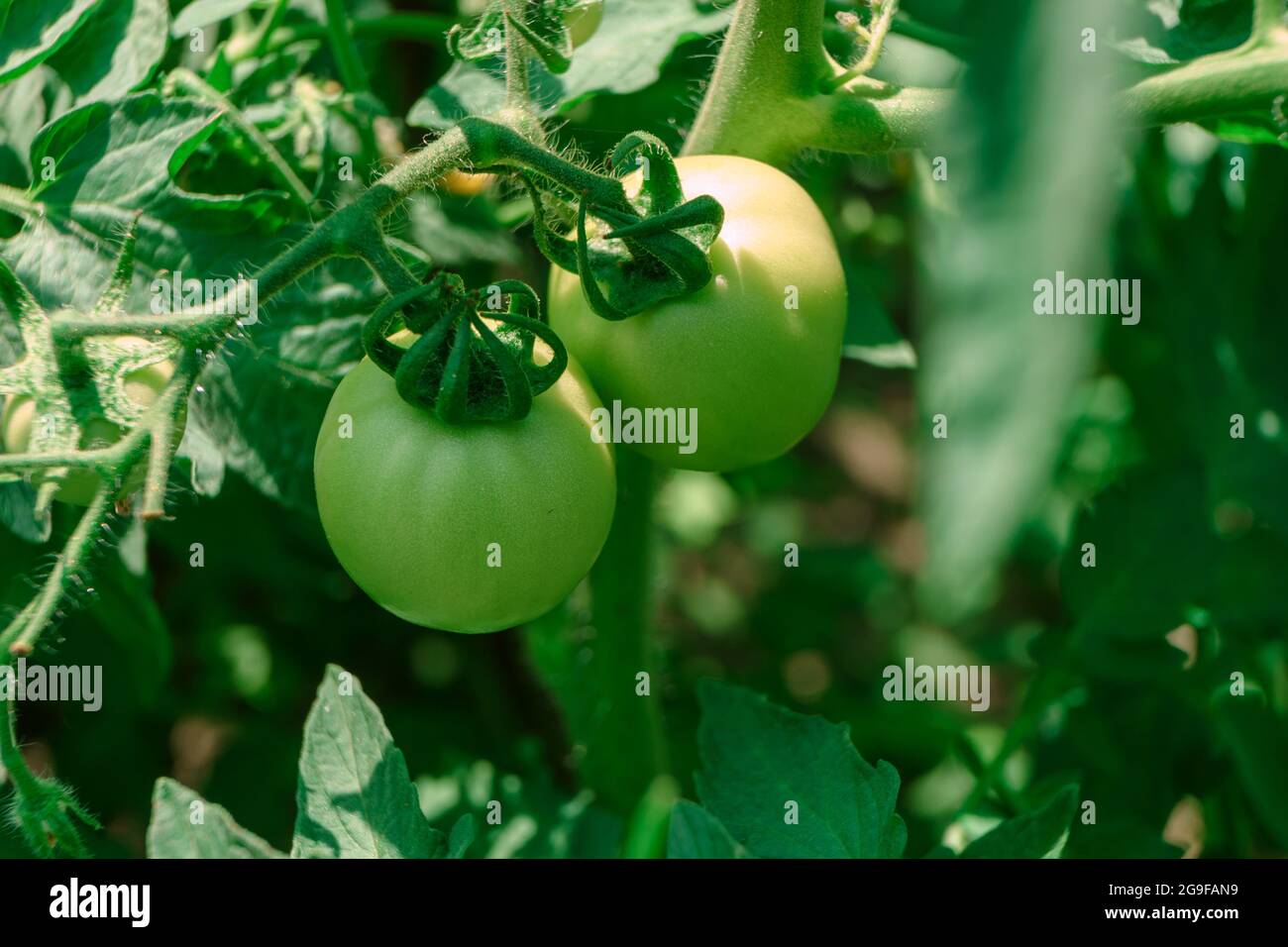 Bella pomodori freschi fioritura cespuglio. Primo piano di un cespuglio di pomodoro verde. Sfondo naturale, grande cespuglio. Foto Stock