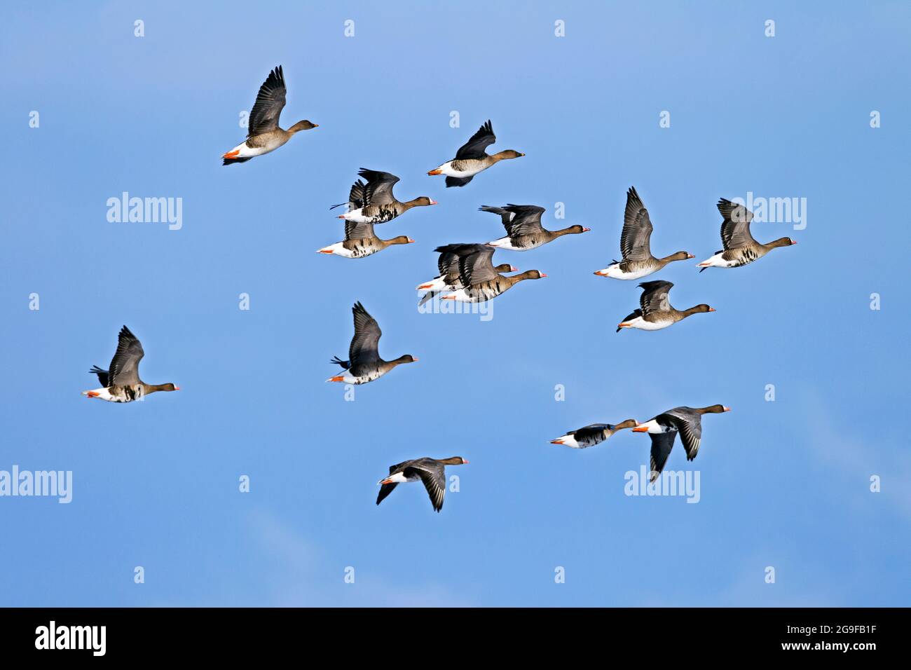 Eurasian bianco-fronteggiata Goose (Anser albifrons). Gregge in volo. Germania.. Foto Stock