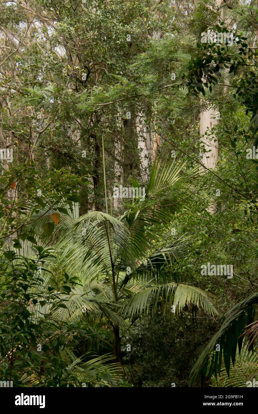 Denso e verde sottobosco della foresta pluviale subtropicale pianeggiante con palme da bangalow ed eucalipti. Molla. Tamborine Mountain, Australia. Foto Stock