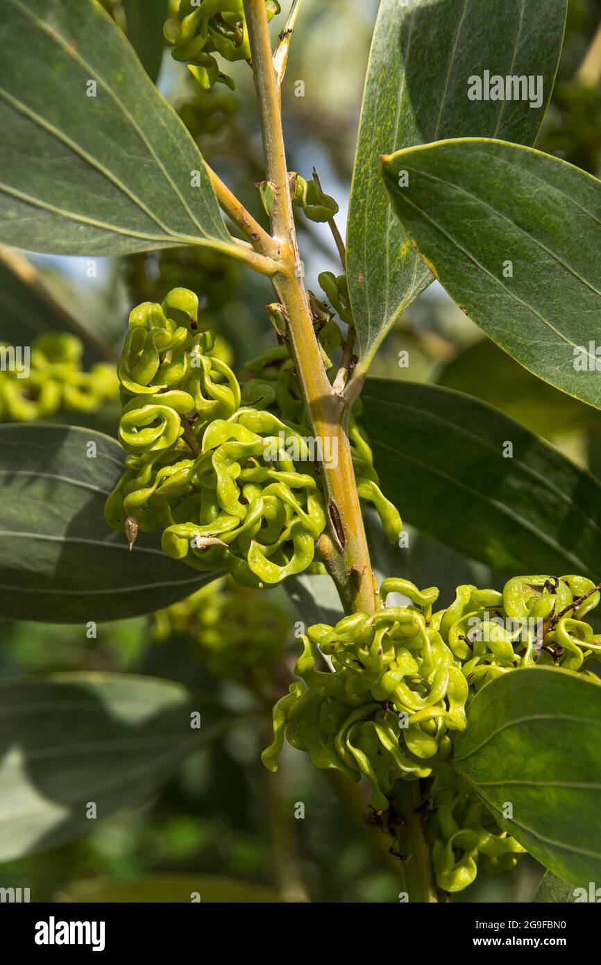 Foglie e nuovi semi-cialde di gattonetto con foglie di velluto, Acacia holocericea, in giardino nel Queensland, Australia, in primavera. Foto Stock