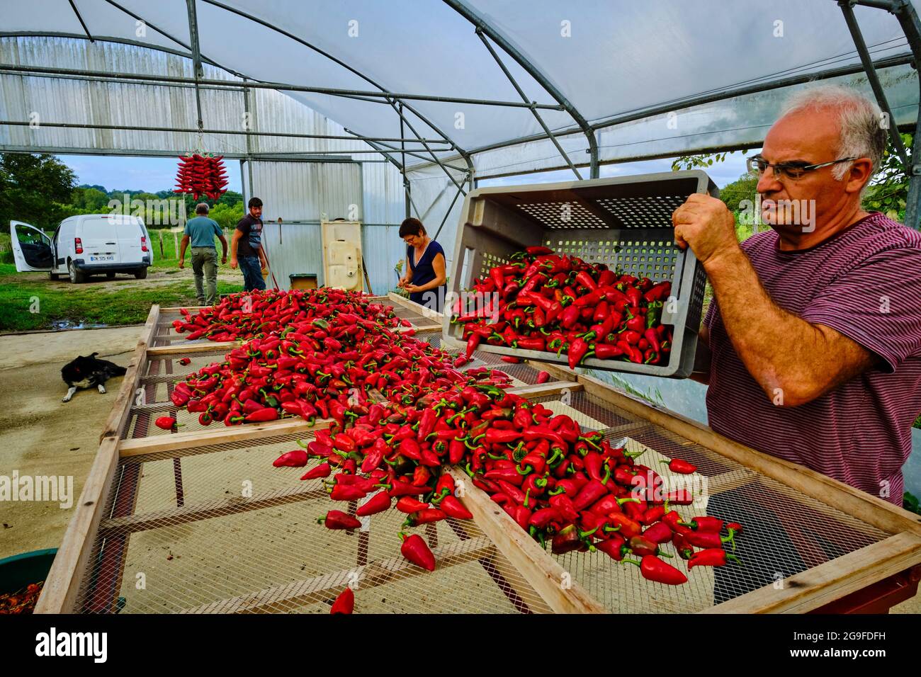Francia, Pirenei Atlantici (64), Paesi Baschi, Espelette, peperoni Espelette Foto Stock