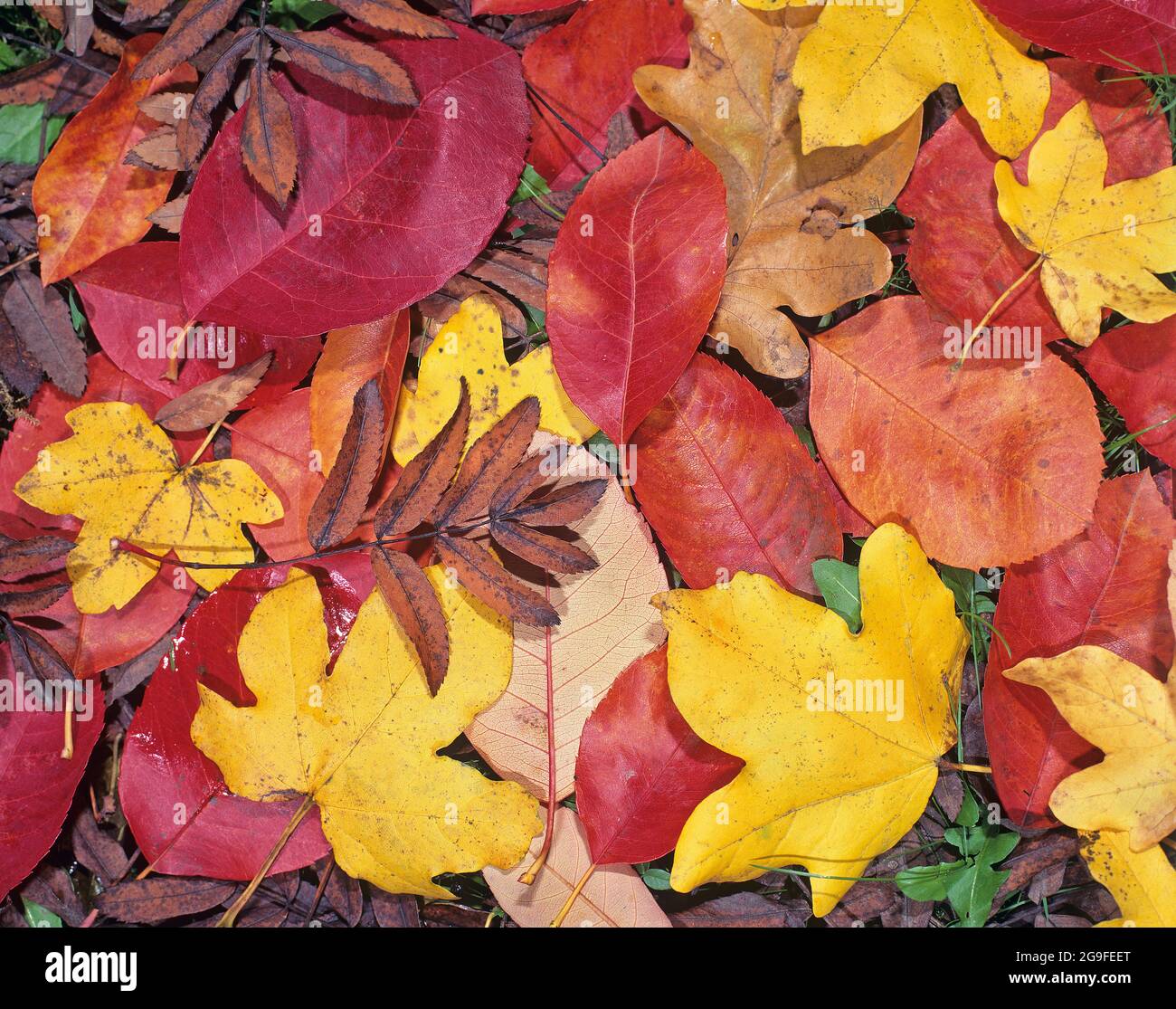 Foglie d'autunno colorate si trovano a terra (cenere di montagna, acero di campo, bacca di servizio, quercia) Foto Stock