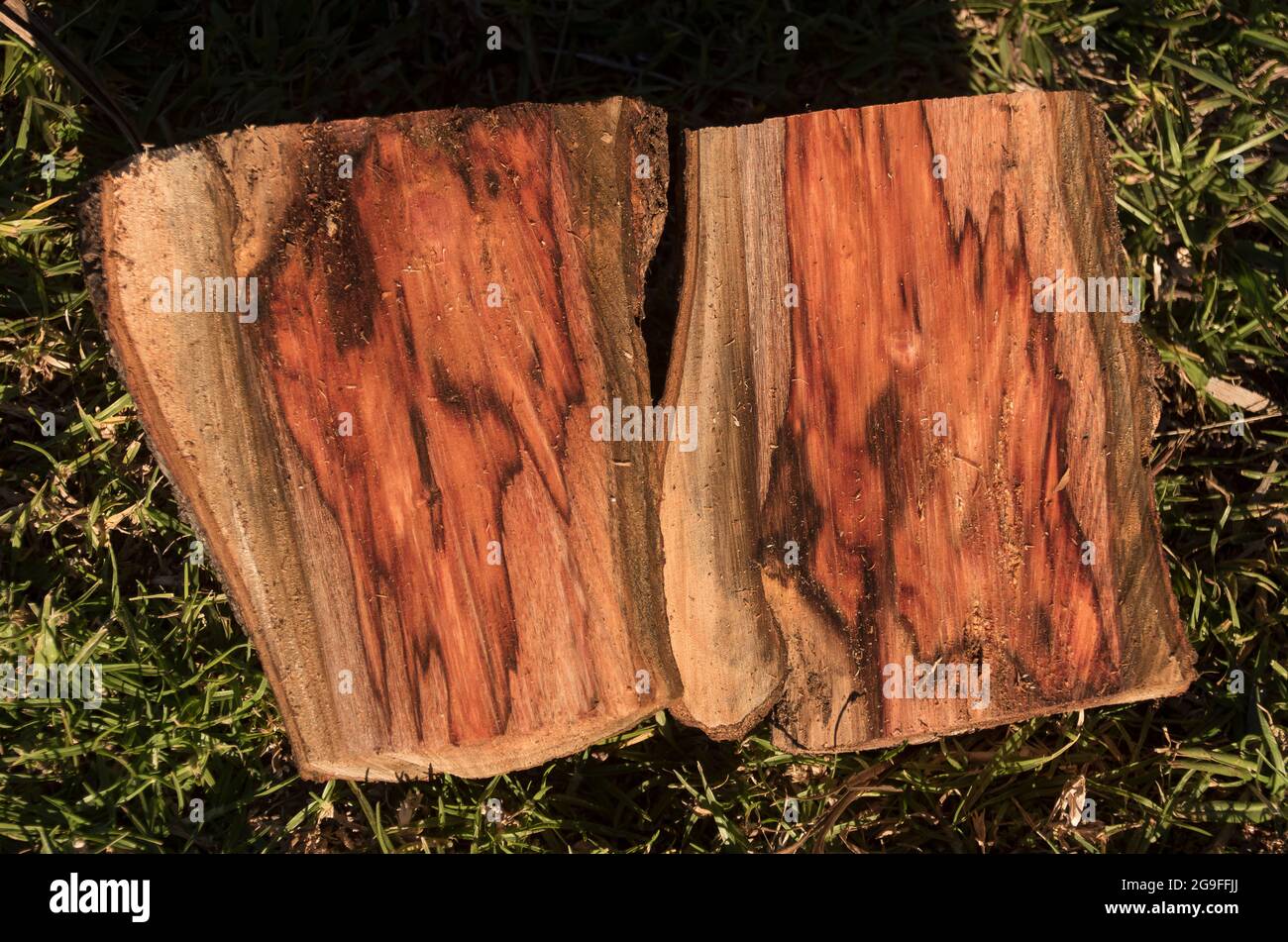 Due metà di tronchi di avocado appena spaccati (persea americana) di forma irregolare. Lavoro di potatura in frutteto commerciale a Queensland, Australia Foto Stock