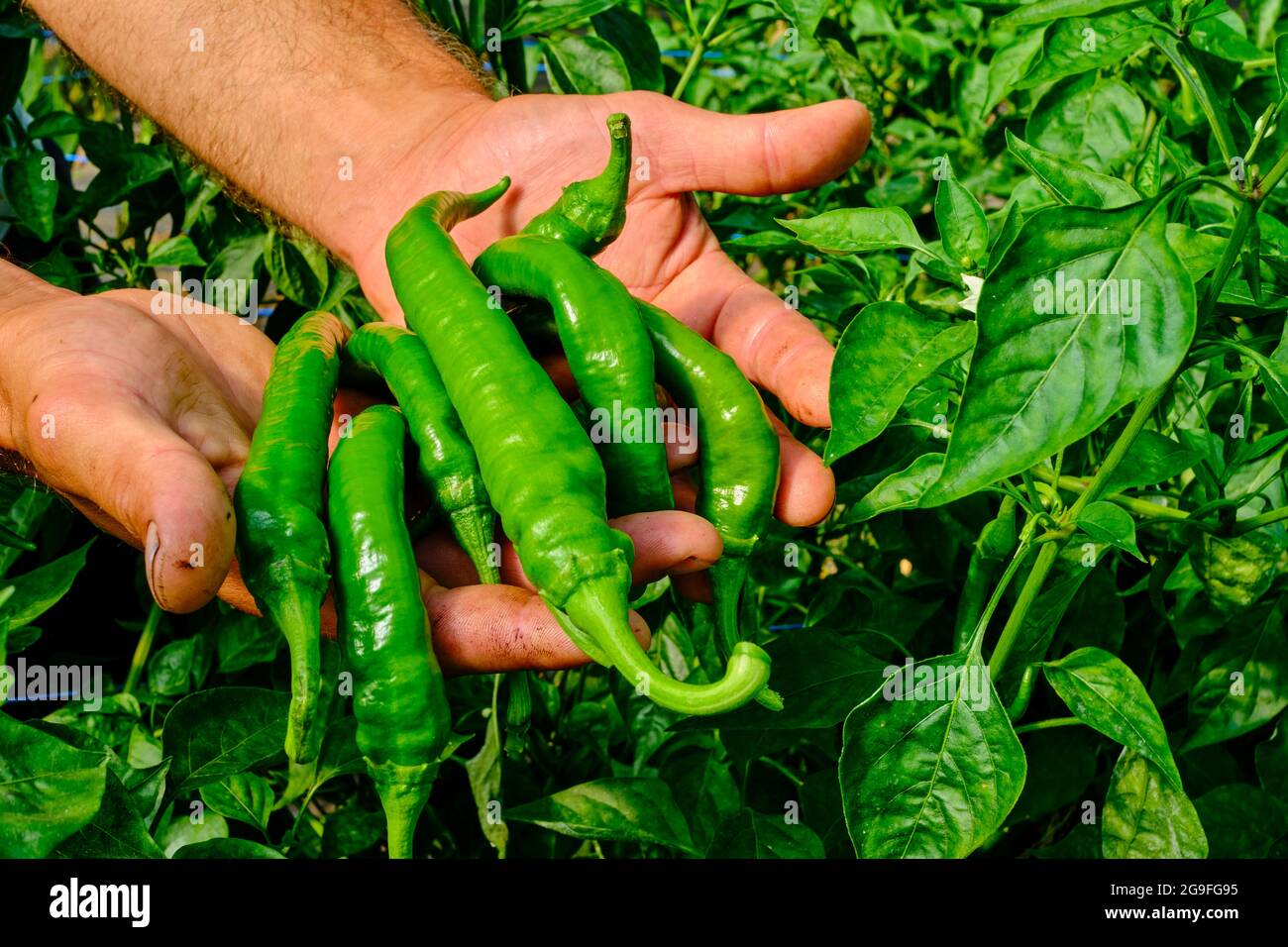 Francia, Pyrénées-Atlantiques (64), Paesi Baschi, Anglet, il Jardin du Refuge à Notre-Dame du Refuge fondato dall'Abate Cestacn verde chili Foto Stock