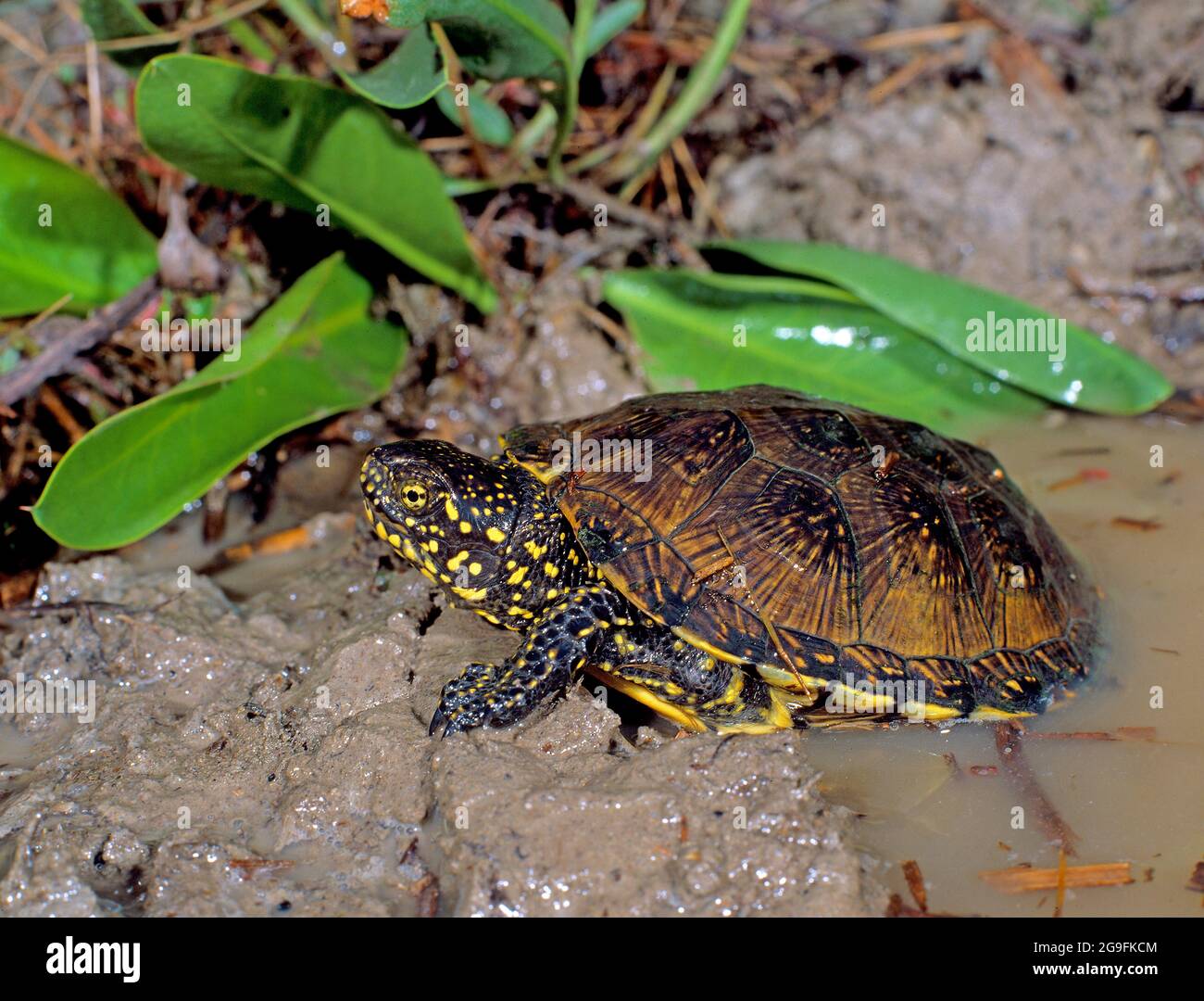 Tartaruga dello Stagno europeo (Emys orbicularis). Adulto che lascia un laghetto. Camargue, Francia Foto Stock