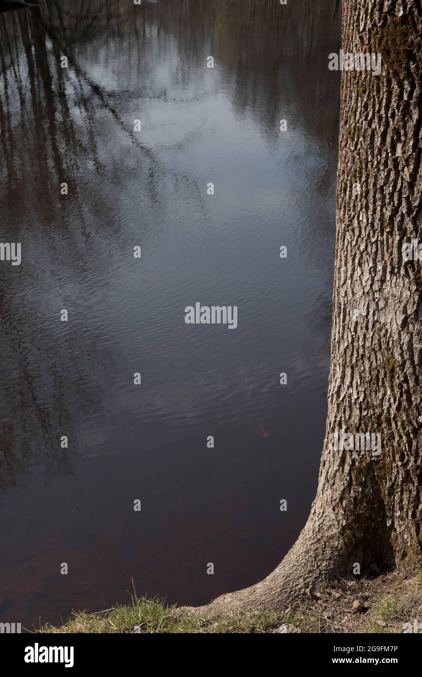 Quercia con corteccia rugosa su una riva del fiume. Riflessi di alberi in acqua. Foto Stock