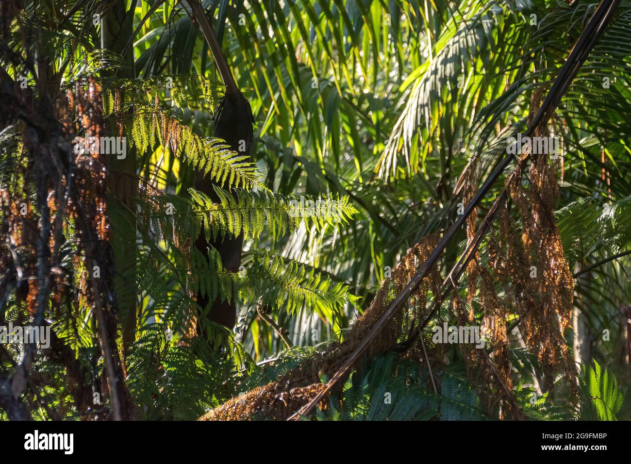 Fronds di Lacy Fern Tree (Cyathea cooperi) e Bangalow Palms (Archontophoenix cunninghamiana) nella foresta pluviale subtropicale, Queensland, Australia. Foto Stock