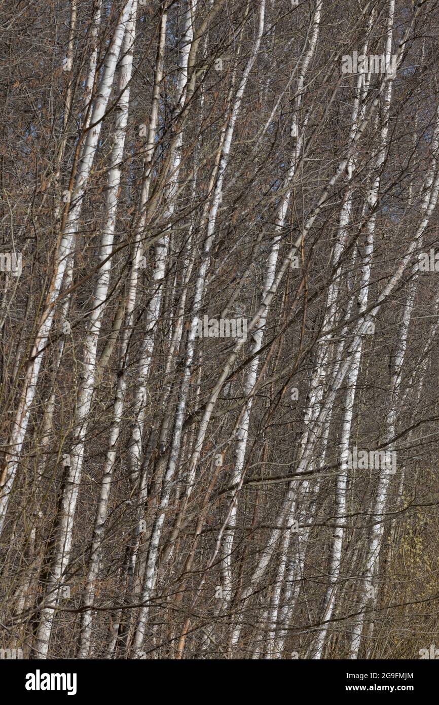 Molti tronchi sottili di birch in una foresta. Inizio primavera. Foto Stock