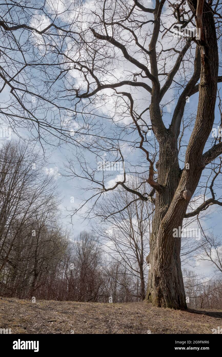 Rami nudi di quercia in un campo. Inizio primavera. Foto Stock