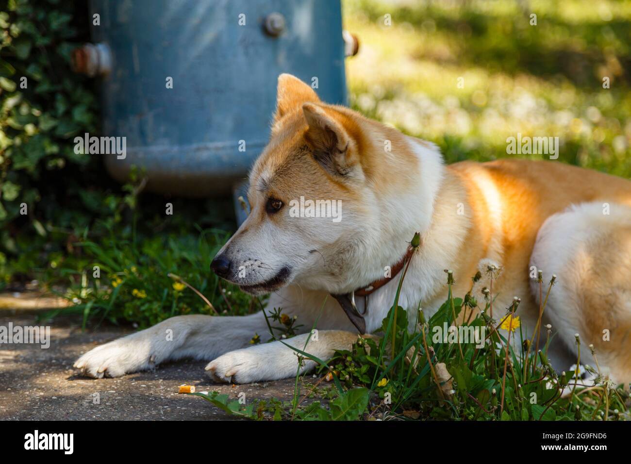 Cane Shiba Inu sdraiato a terra con i dandelioni in fiore Foto Stock