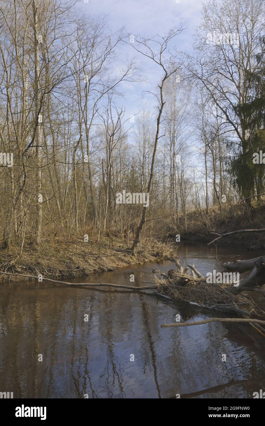 Fiume di foresta in una foresta mista in primavera. Acqua scura di un fiume di foresta di torba. Foto Stock