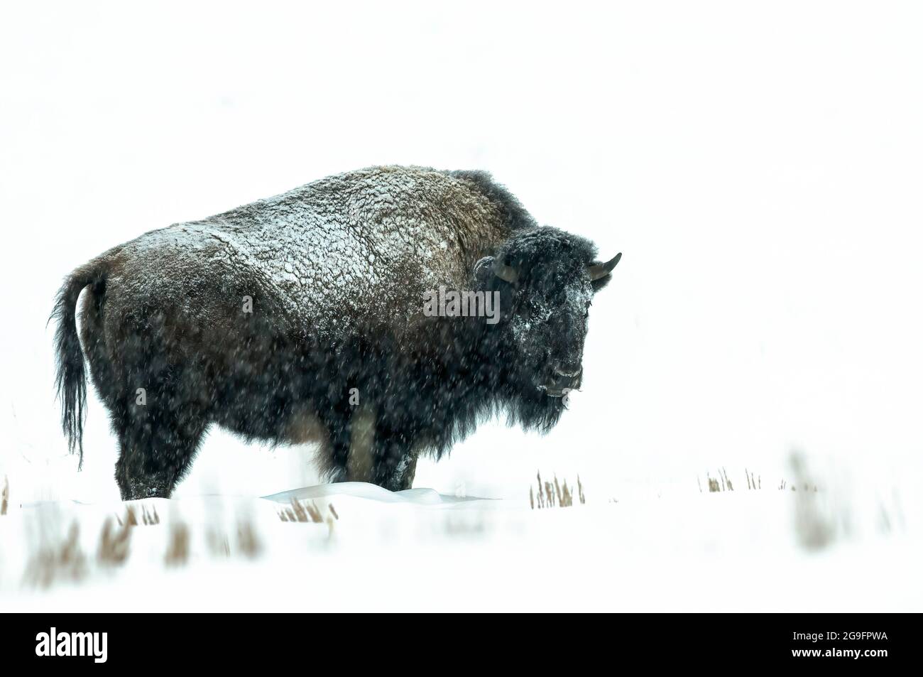 Bisonte in una tempesta di neve a Yellowstone Foto Stock
