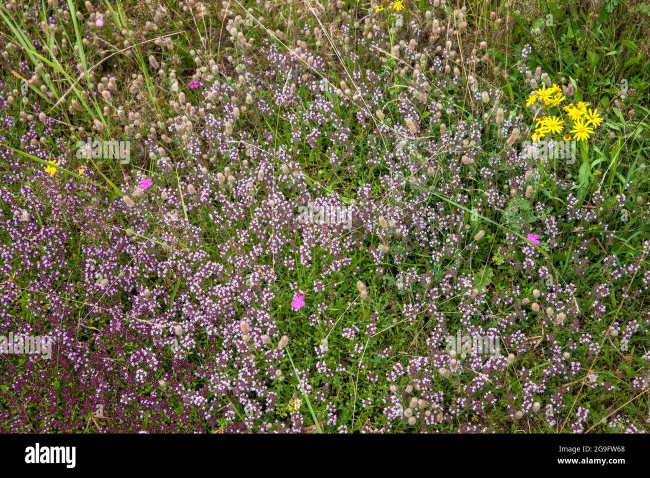 Timo di campo nel Wahner Heath, Troisdorf, Nord Reno-Westfalia, Germania. Feld-Thymian in der Wahner Heide, Troisdorf, Nordrhein-Westfalen, Deuts Foto Stock