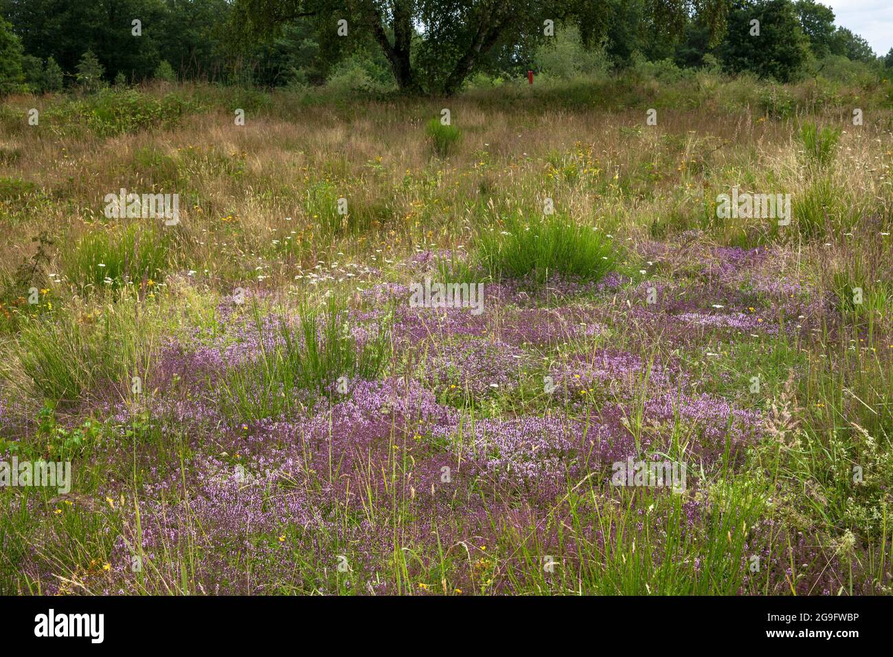 Timo di campo nel Wahner Heath, Troisdorf, Nord Reno-Westfalia, Germania. Feld-Thymian in der Wahner Heide, Troisdorf, Nordrhein-Westfalen, Deuts Foto Stock