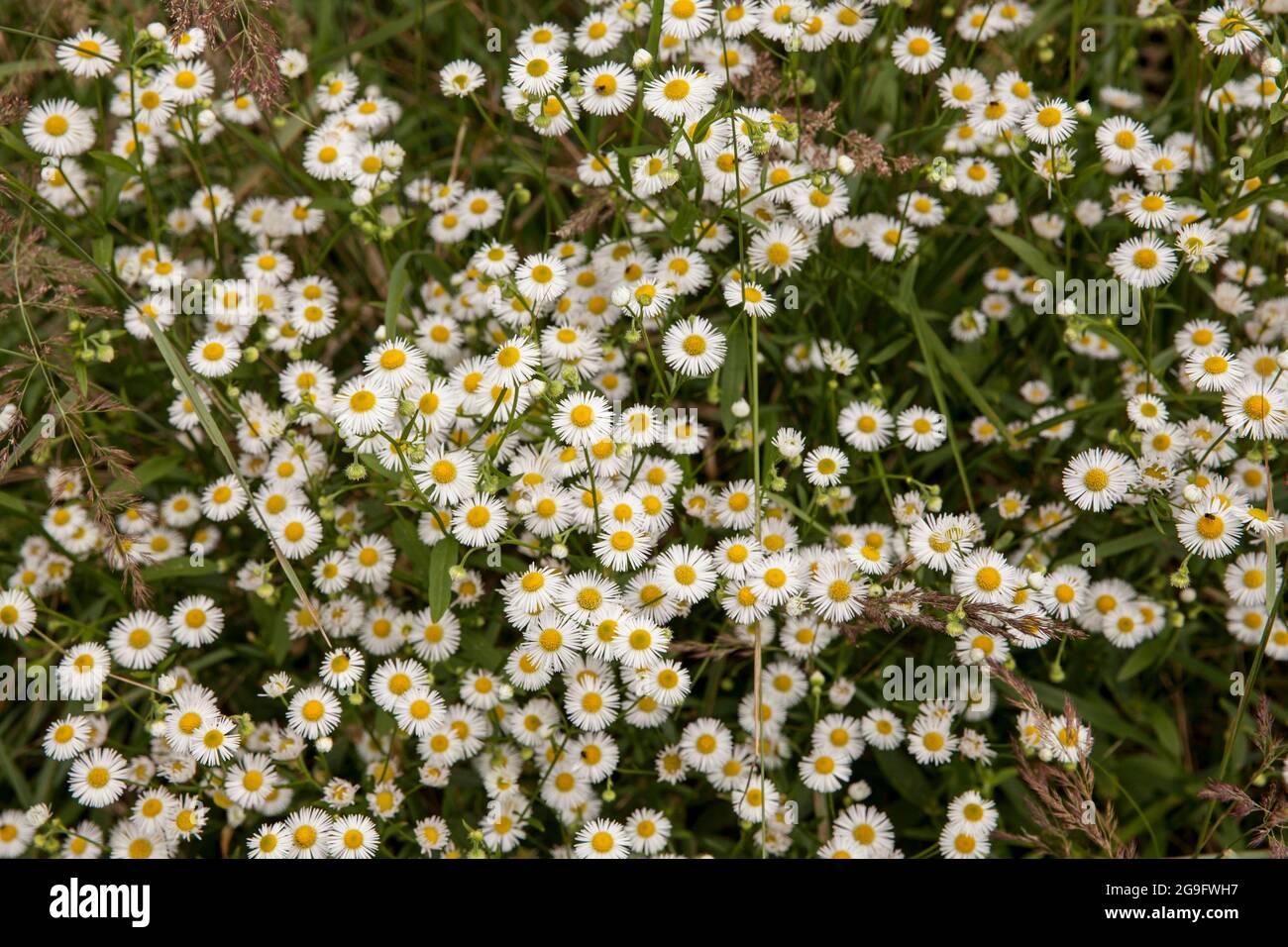 Daisy fleabane (Erigeron annuus) nel Wahner Heath, Troisdorf, Nord Reno-Westfalia, Germania. Einjaehriges Berufkraut (Erigeron annuus) in der Foto Stock