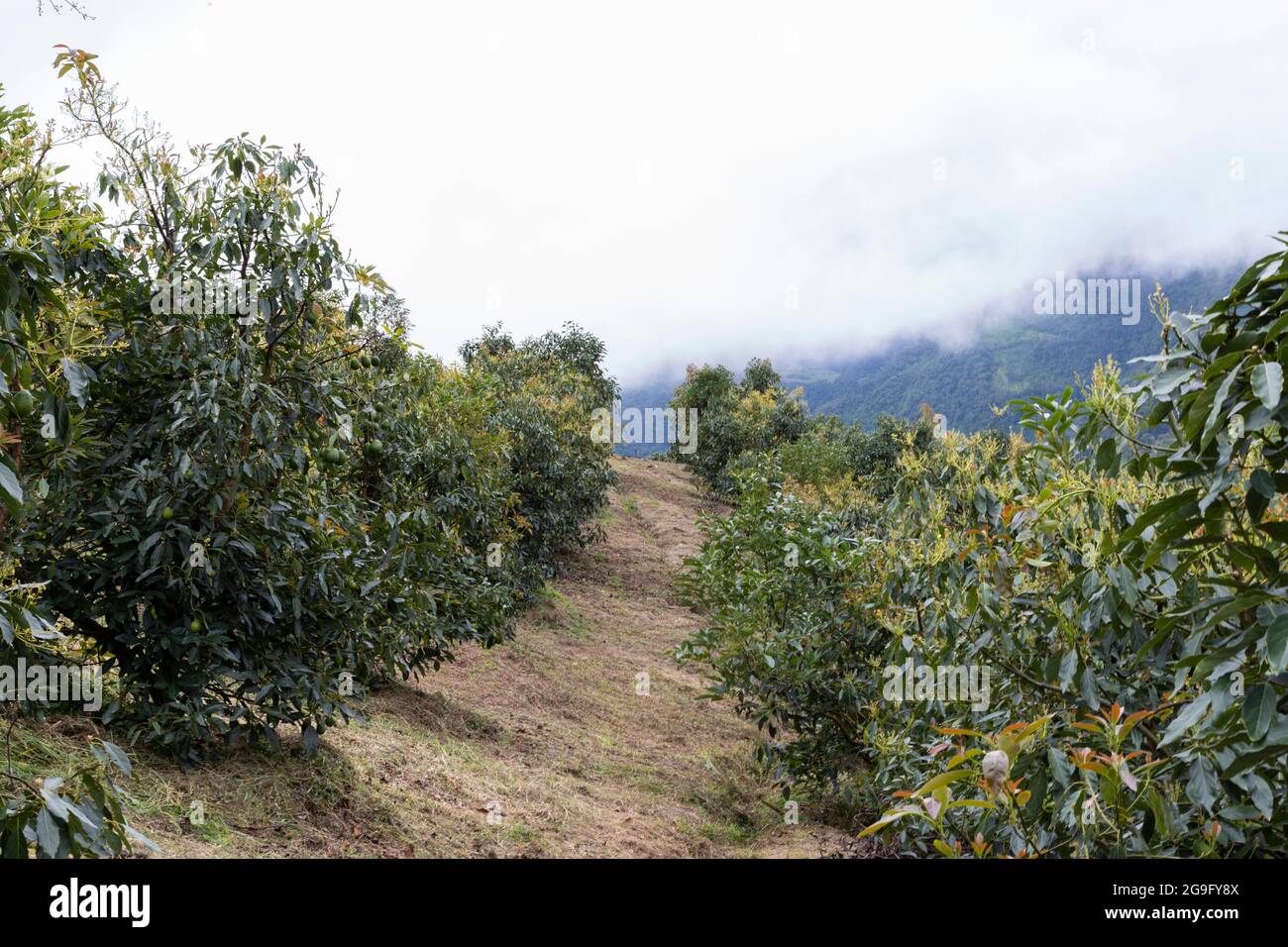 solco di una piantagione di avocado in colombia Foto Stock