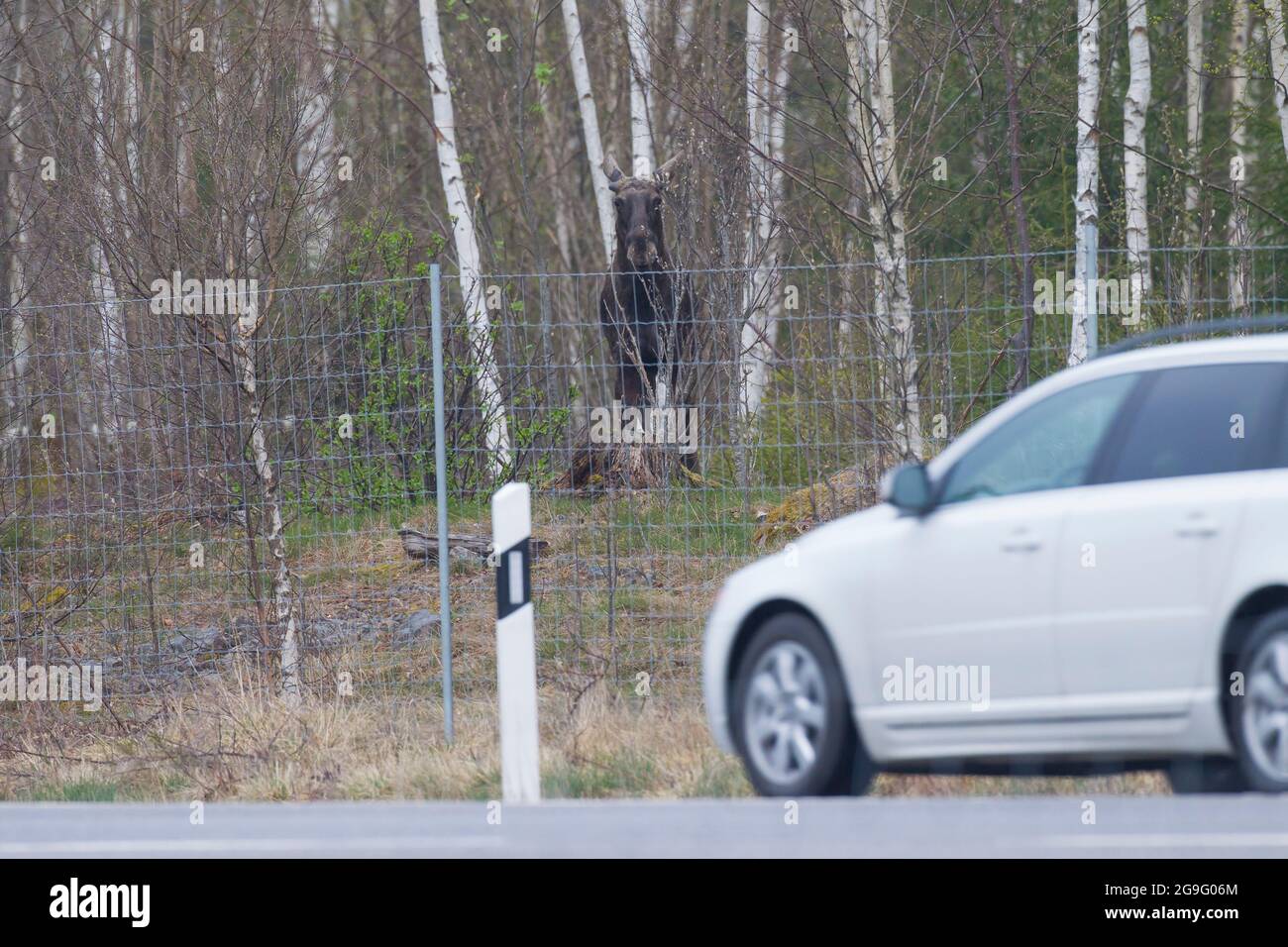 European Elk (Alces alces) in piedi dietro una recinzione di protezione del gioco. Svezia Foto Stock