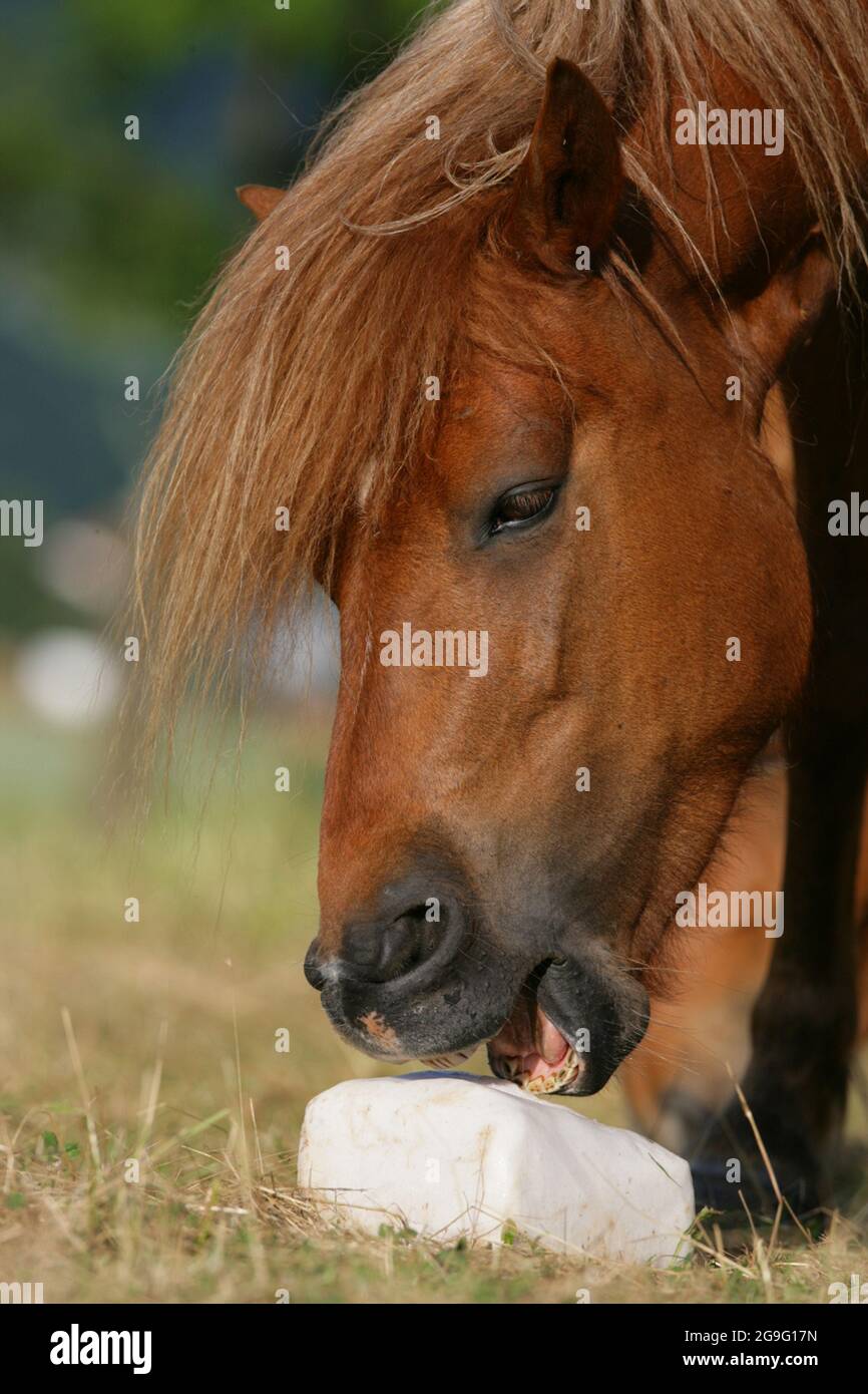 Cavalli domestici leccare il sale di roccia, un minerale integratore alimentare Foto Stock