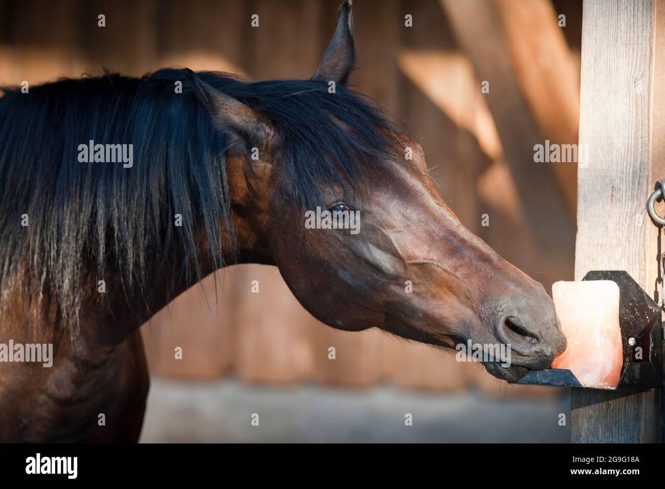 Cavalli domestici leccare il sale di roccia, un minerale integratore alimentare Foto Stock