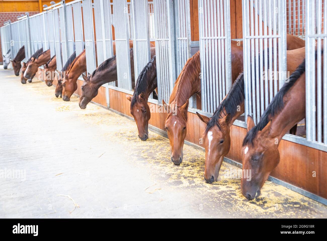 Cavallo domestico. Giovani stallici che mangiano avena dal vicolo stabile Foto Stock