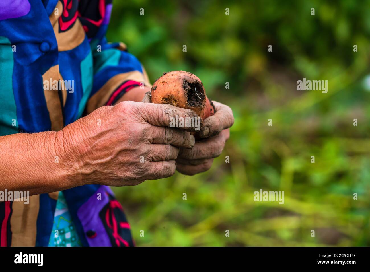 Colpo di closeup di mani femminili sporche e stropicciate che tengono patate biologiche fresche Foto Stock