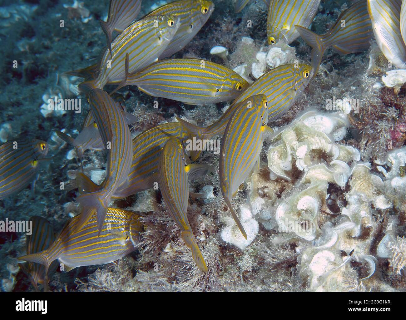 Una scuola di salpe Porgys (Sarpa salpa) Foto Stock