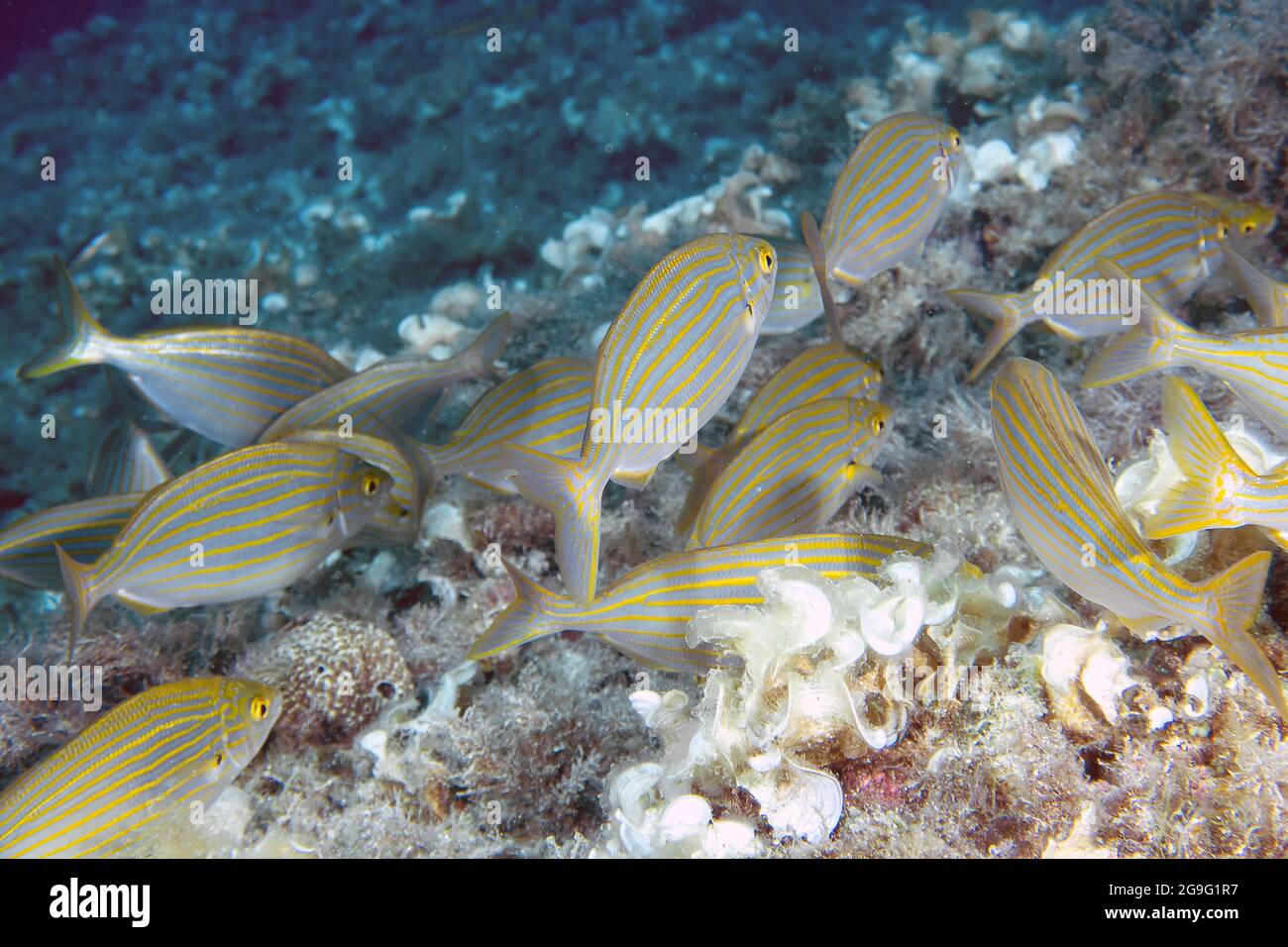 Una scuola di salpe Porgys (Sarpa salpa) Foto Stock
