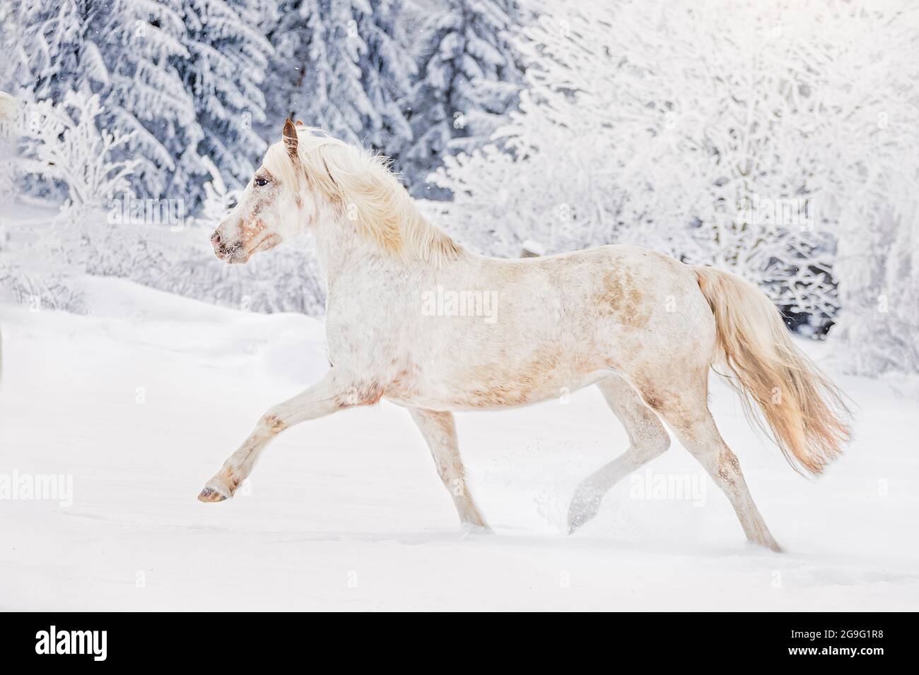 Ara-Appaloosa, Araloosa che trotto su un pascolo nevoso. Austria Foto Stock