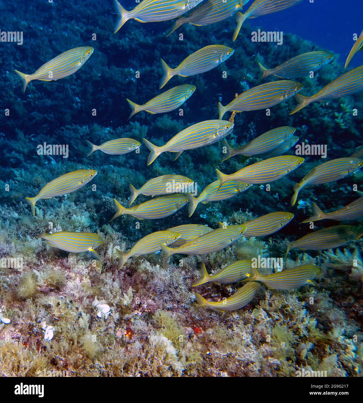 Una scuola di salpe Porgys (Sarpa salpa) Foto Stock