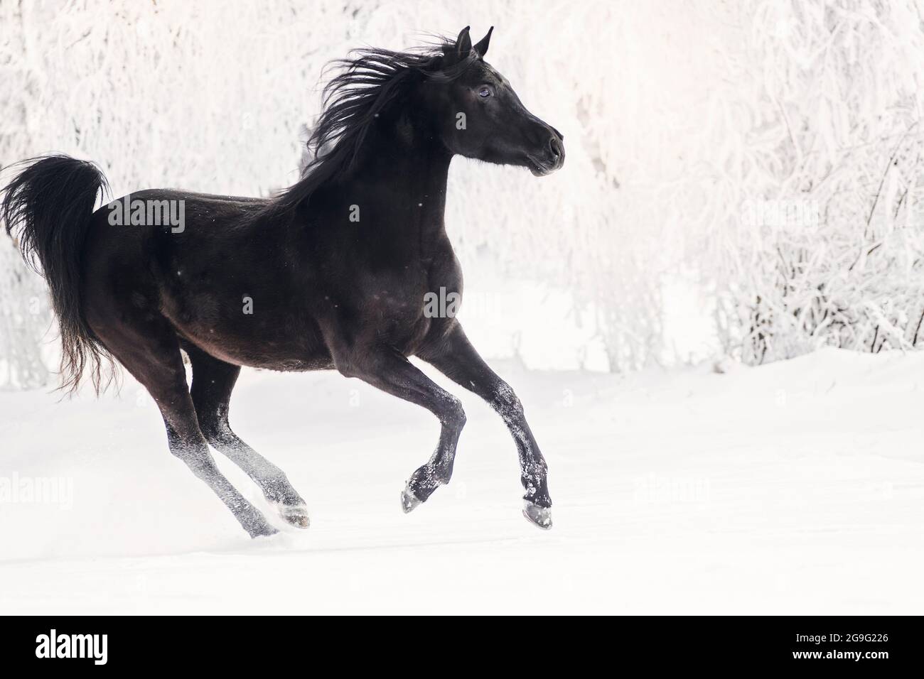 Cavallo Arabo. Black mare galoppando su un pascolo innevato. Austria Foto Stock