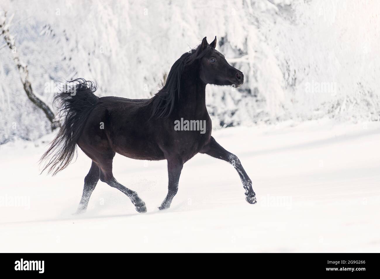 Cavallo Arabo. Mare nero trotting su un pascolo nevoso. Austria Foto Stock