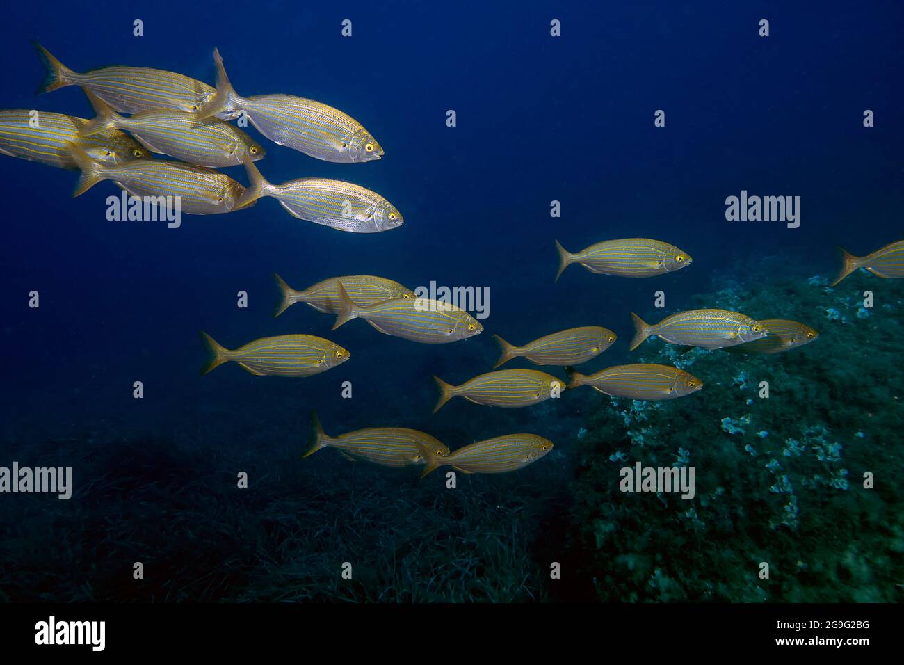 Una scuola di salpe Porgys (Sarpa salpa) Foto Stock