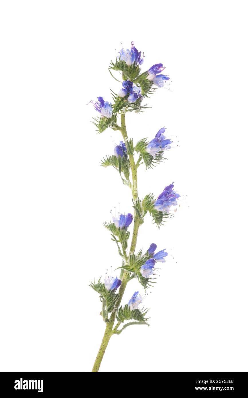 Viper dell o Bugloss Blueweed isolati su sfondo bianco Foto Stock